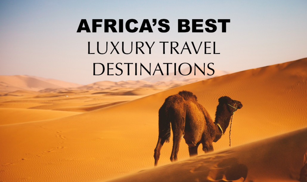 camel in sahara desert africa luxury travel