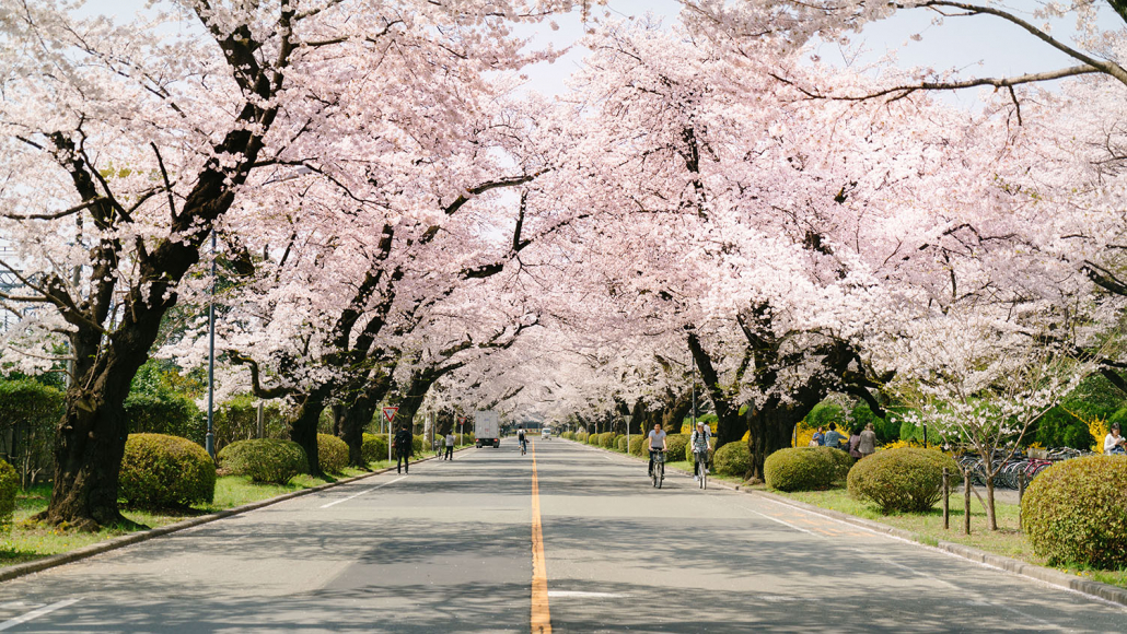 Japan Cherry Blossoms on street