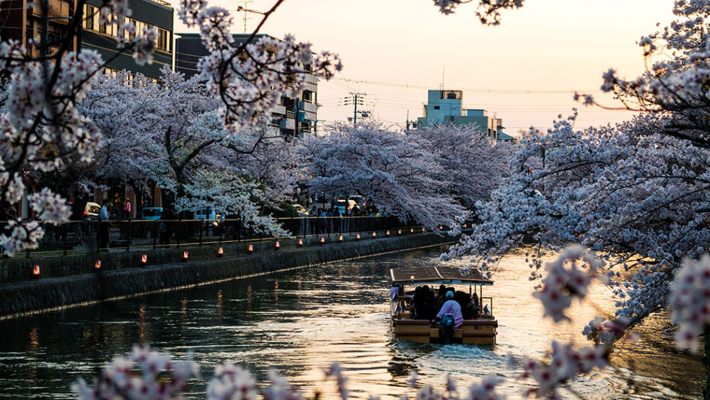 boat on water with cherry blossom in kyoto japan