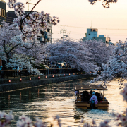 boat on water with cherry blossom in kyoto japan