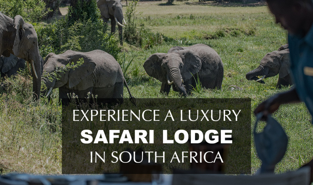 luxury safari lodge south africa with elephants