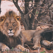 lions on luxury safari lodge south africa