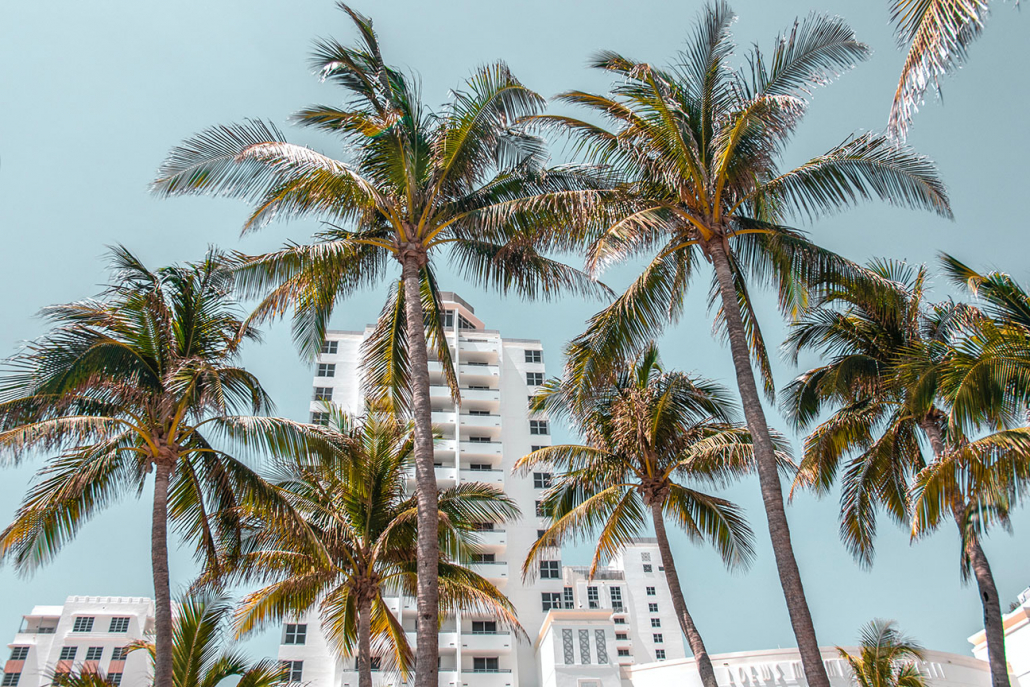palm trees best hotels in miami