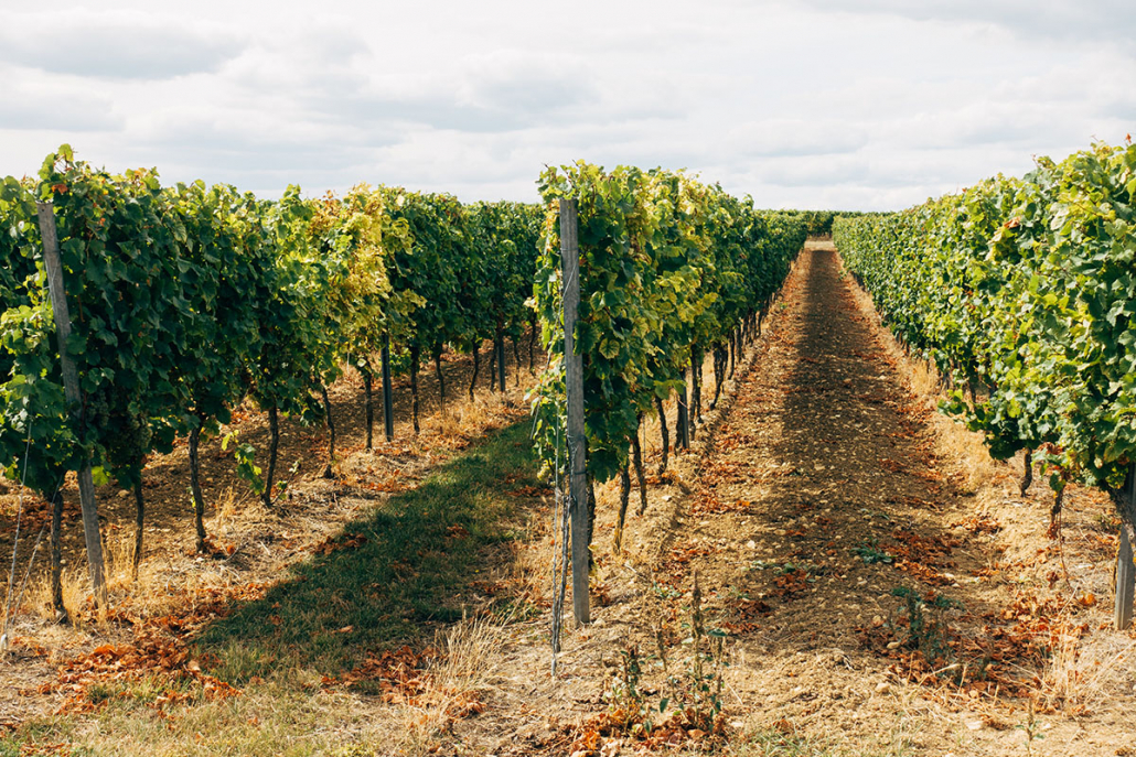 best wineries in temecula wine country vineyard