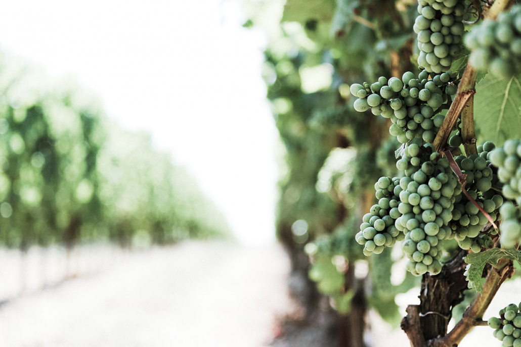 green grapes in a vineyard