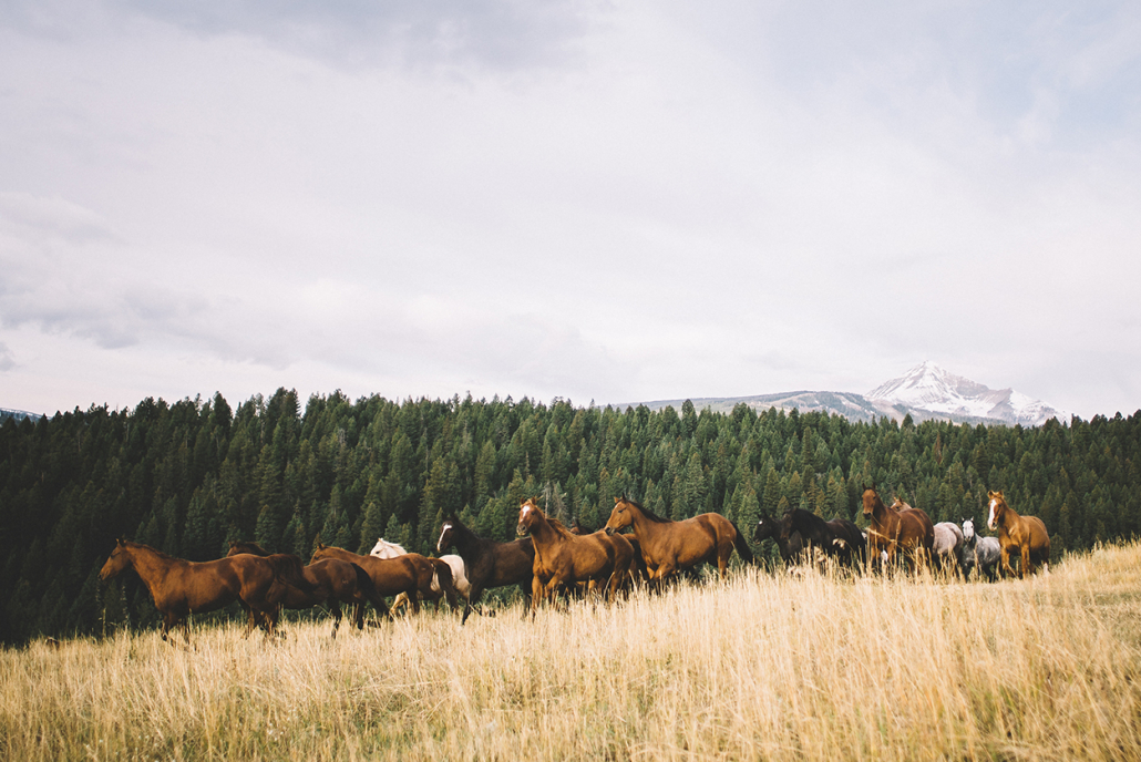 lone mountain ranch horses galloping