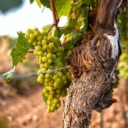 the best wineries in temecula grapes on a vine
