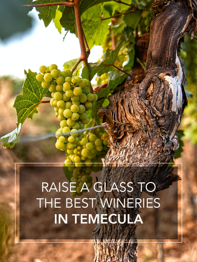the best wineries in temecula grapes on a vine