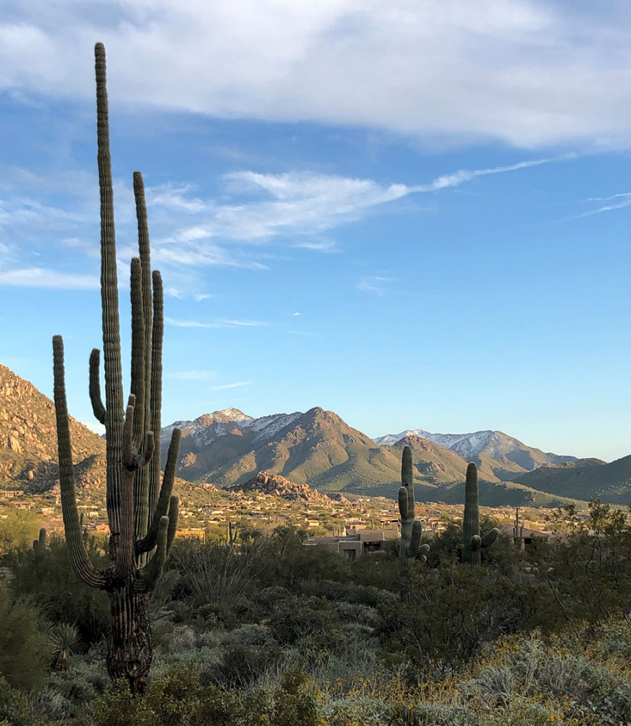 scottsdale arizona landscape with cactus