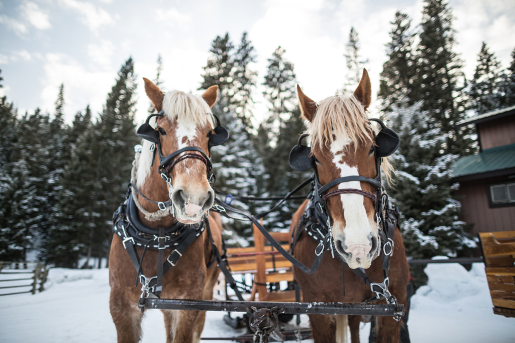 sleigh ride dinner experience horses at lone mountain ranch