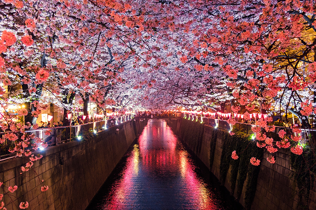 japan luxury hotels cherry blossoms