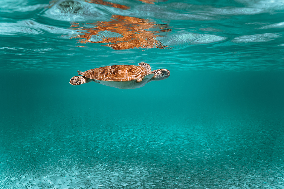 top luxury hotels & resorts for an aruba travel getaway turtle swimming