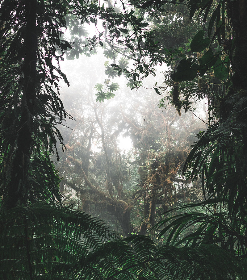 cloud forest ecuador