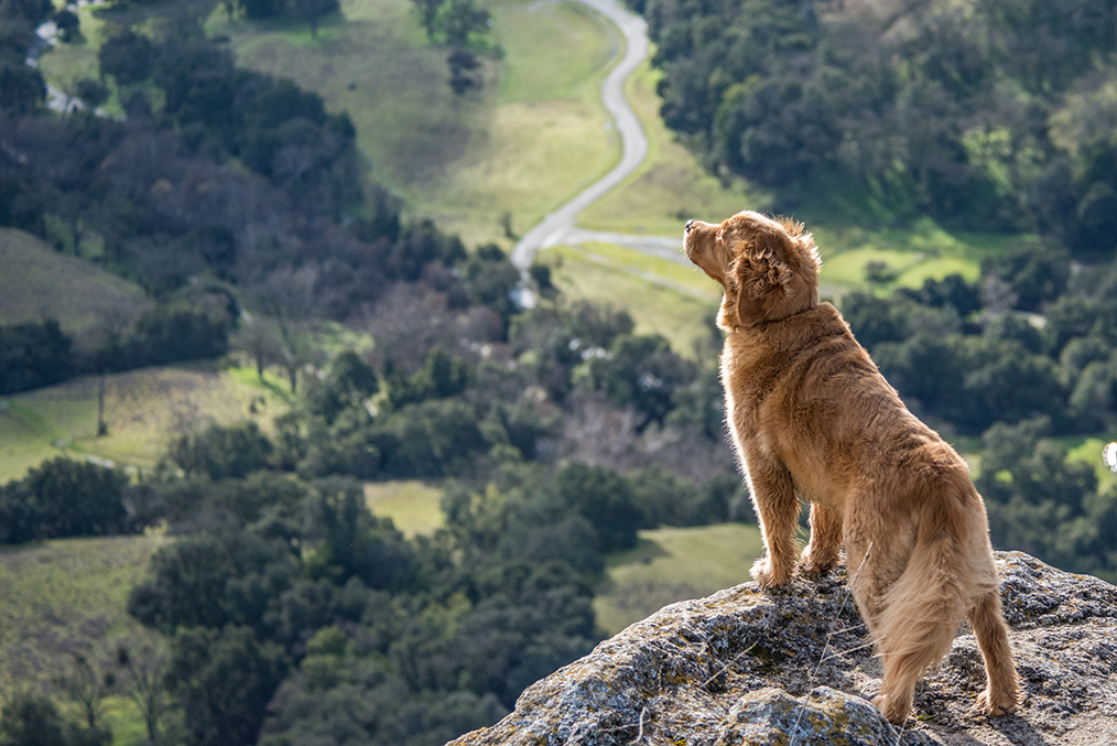 dog friendly vacation bend oregon