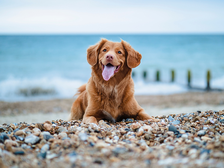 dog friendly vacation destinations