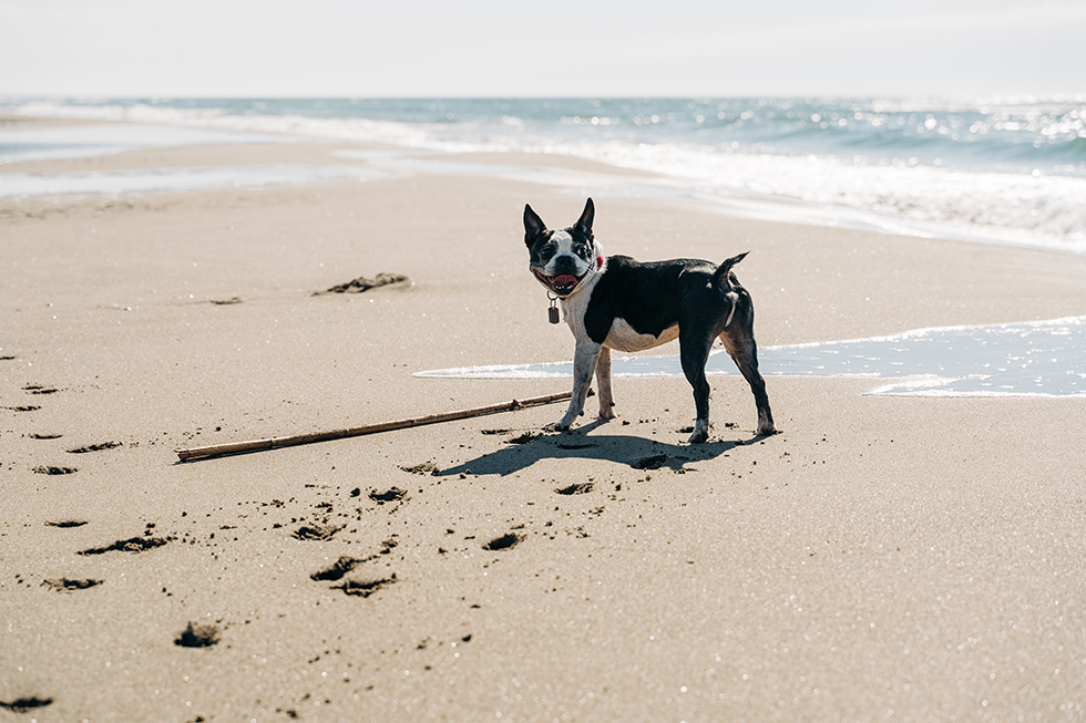dog friendly vacation san diego