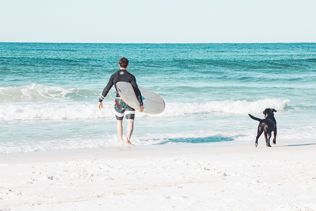 dog in florida with guy surfing