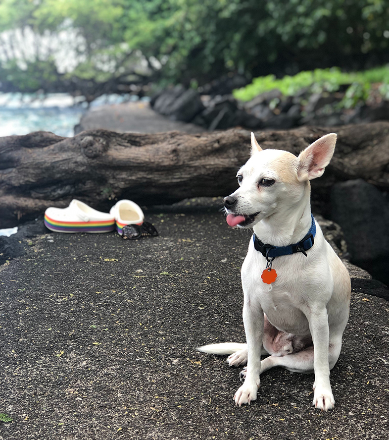 dog in hawaii vacation destinations