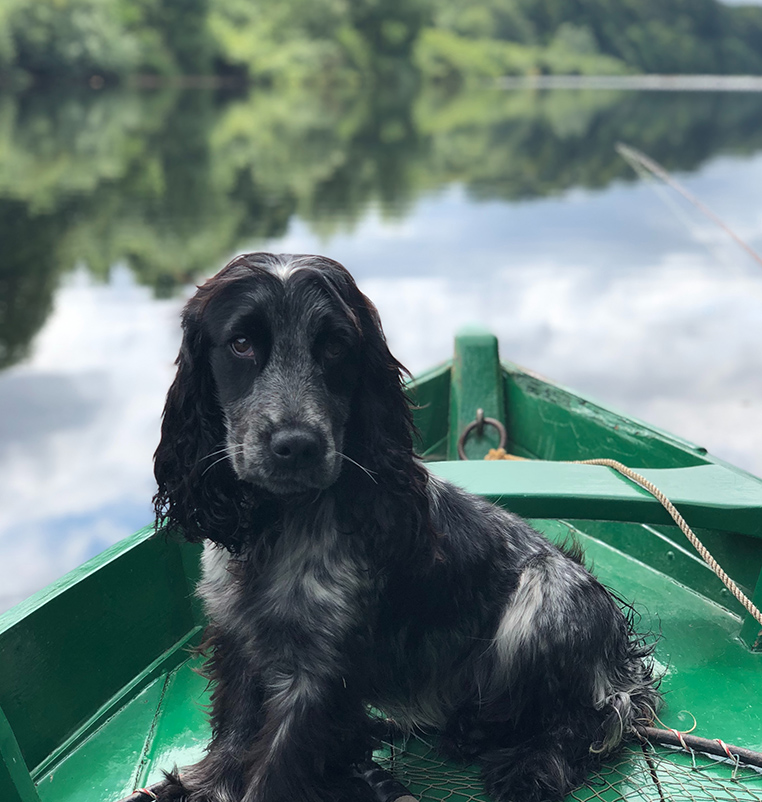 dog on boat vacation destination