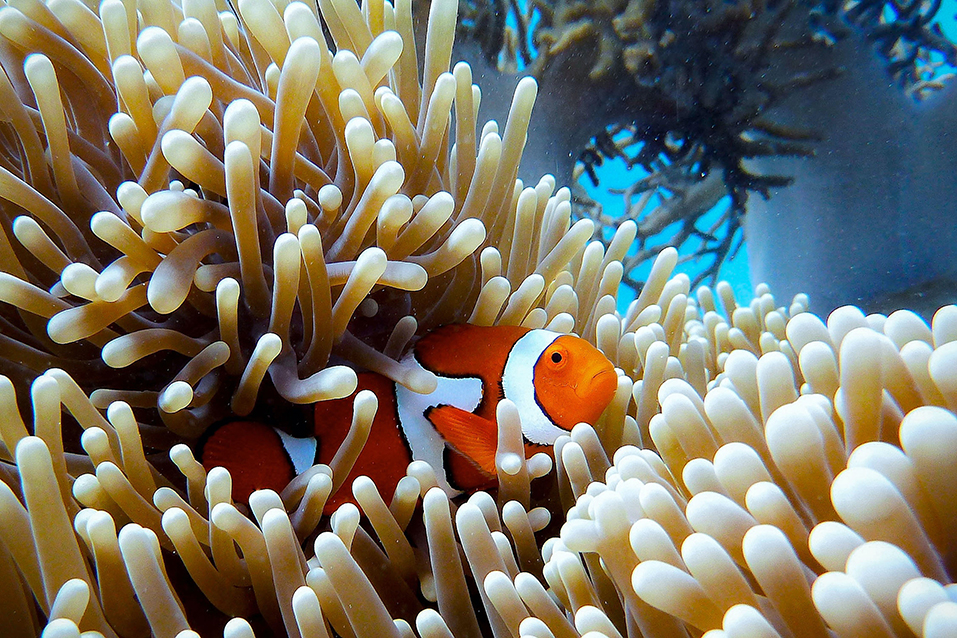 great barrier reef world heritage