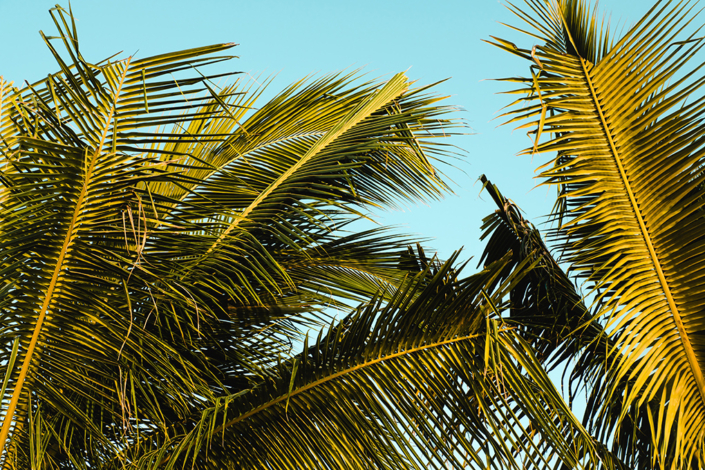 jamaica-resorts-palm-trees