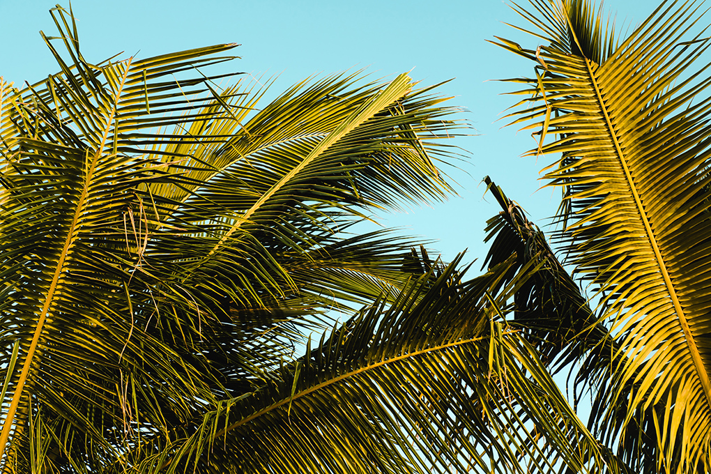 jamaica resorts palm trees