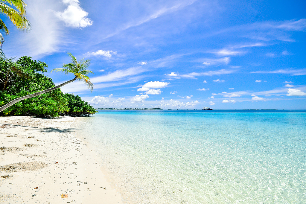 maldives beach with palm tree