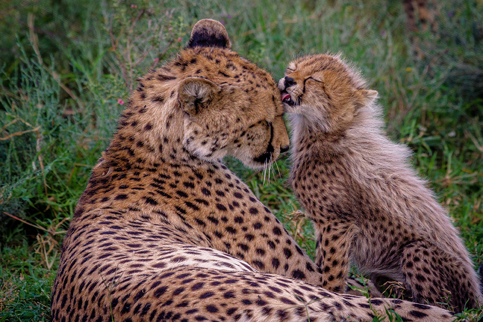 serengeti national park cheetahs