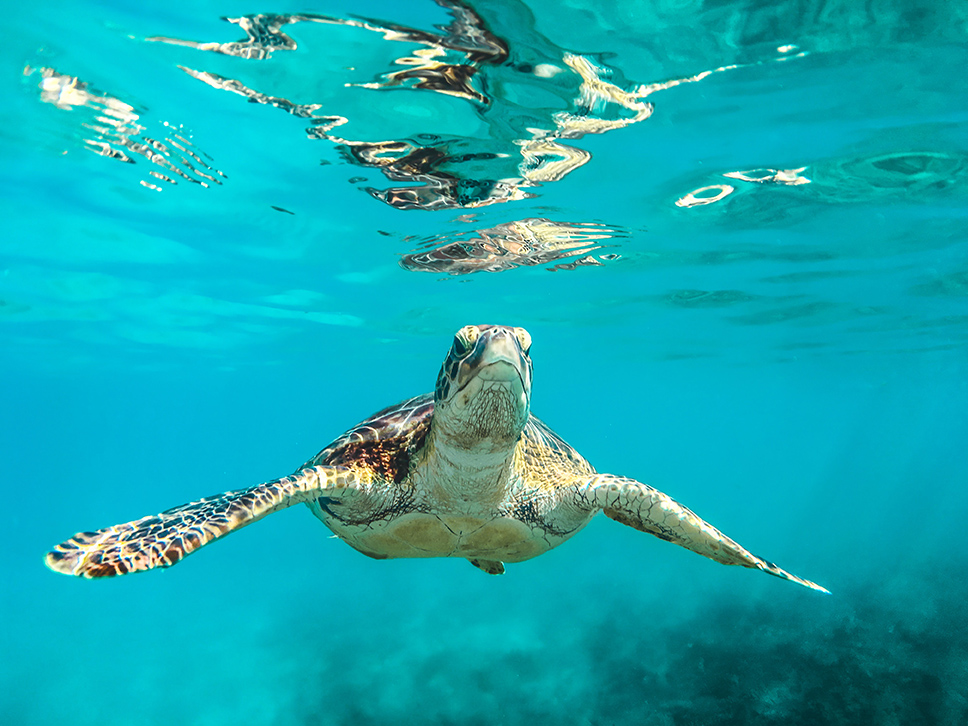 turtle in the caribbean BVI
