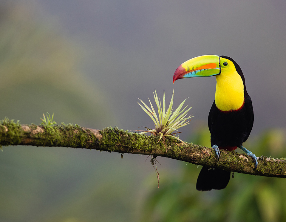 costa rica toucan on a tree