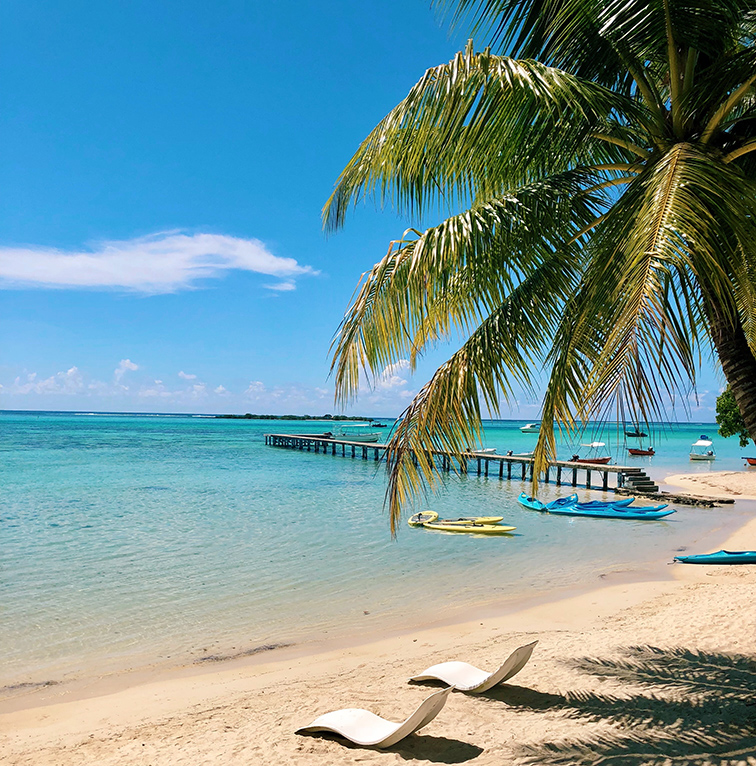 french polynesia beach palm tree
