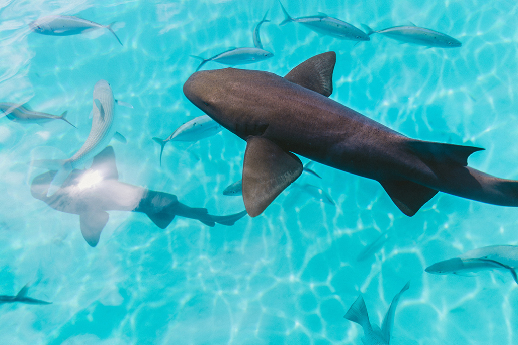 french polynesia sharks