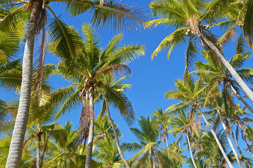 palm trees south pacific