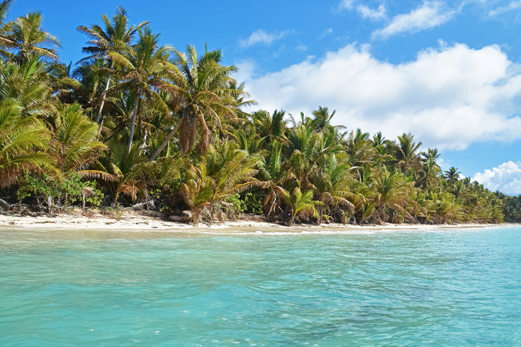 south pacific islands with palm trees