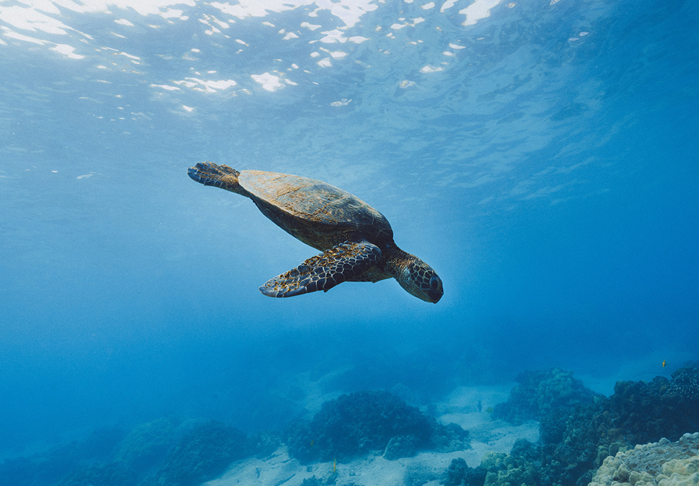 turtle swimming in the ocean