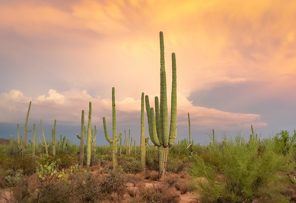 Saguaro National Park