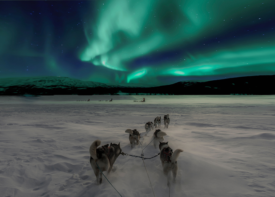 northern lights dog sledding