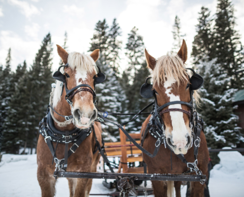 sleigh ride dinner experience lone mountain ranch big sky montana horses