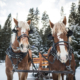 sleigh ride dinner experience lone mountain ranch big sky montana horses