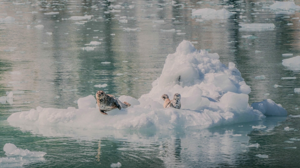 alaska wildlife
