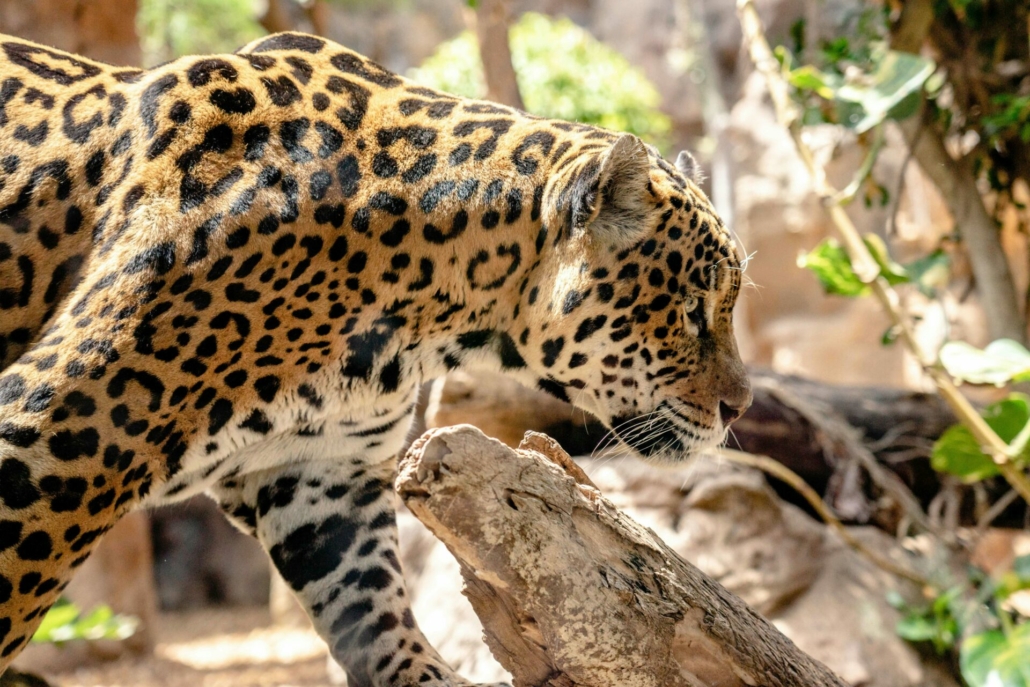 jaguar preserve