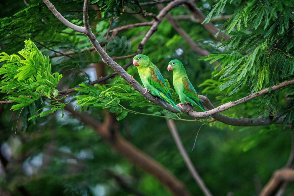 wildlife nicaragua central america south america hiking
