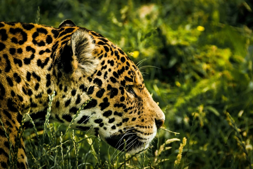 Wildlife Costa Rica