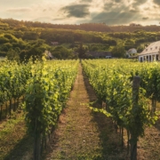featured image best wine in france blog